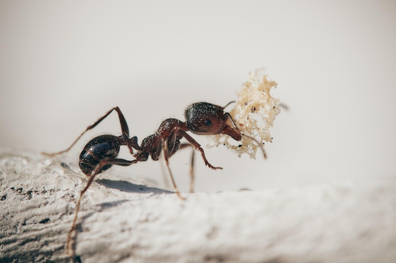 Por que as formigas invadem tomadas e eletrodomésticos?